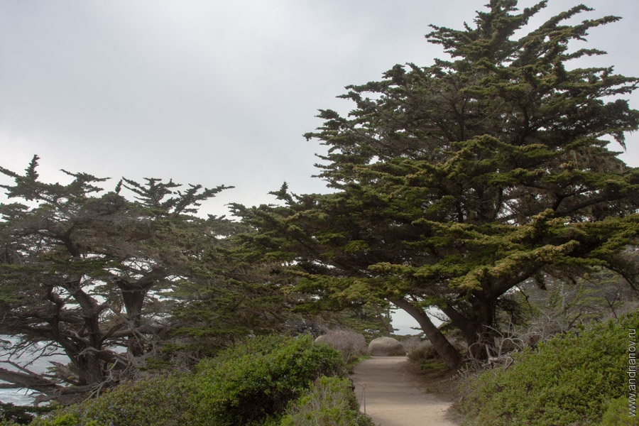 pt.Lobos