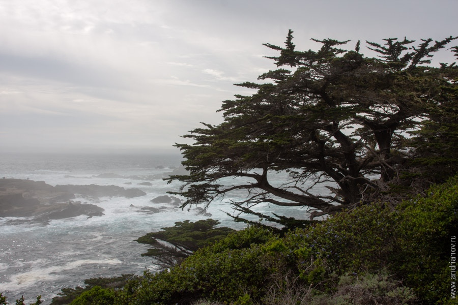 pt.Lobos