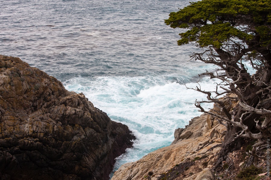 pt.Lobos