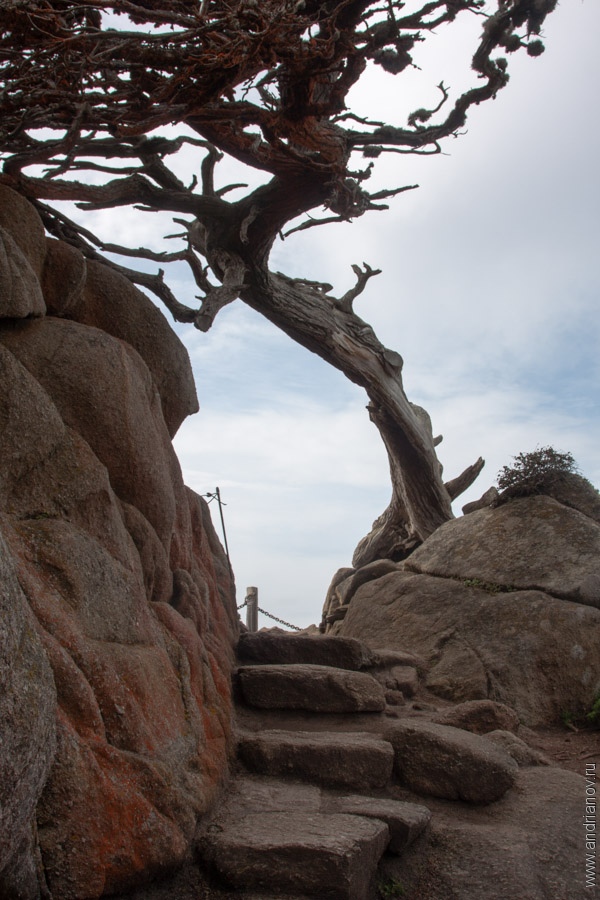 pt.Lobos