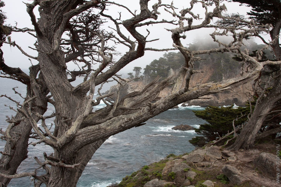 pt.Lobos