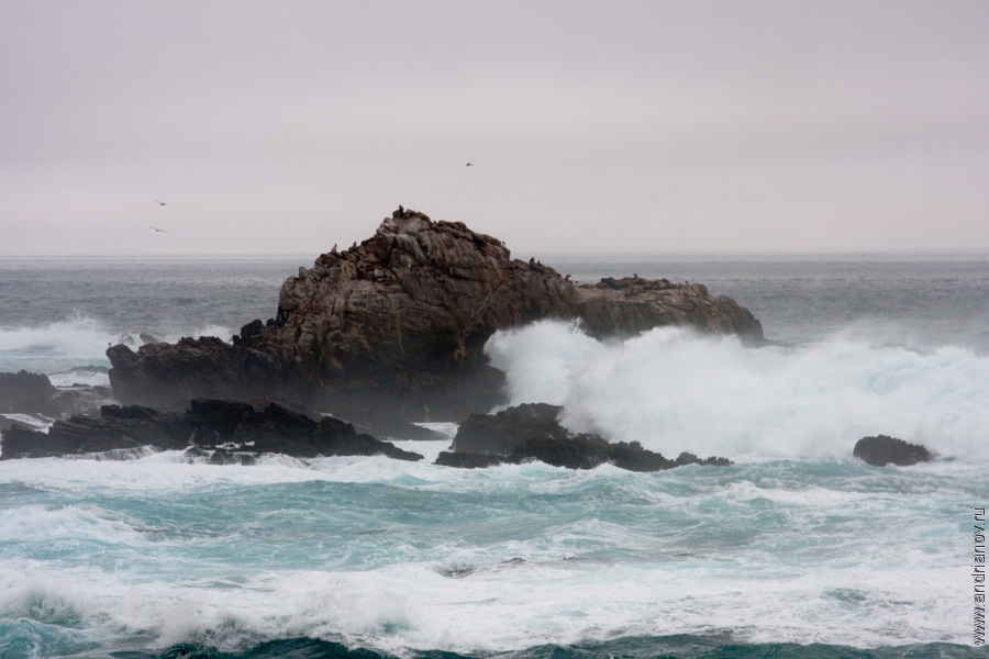 pt.Lobos